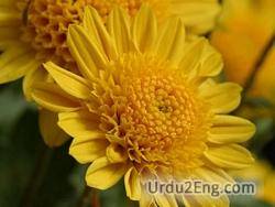 chrysanthemum Urdu Meaning