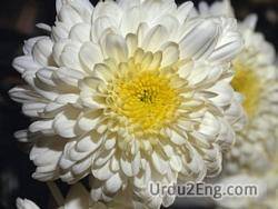 chrysanthemum Urdu Meaning