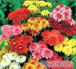chrysanthemum Urdu Meaning