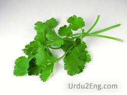cilantro Urdu Meaning