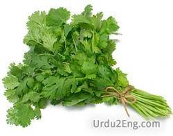 cilantro Urdu Meaning
