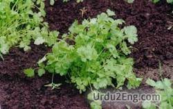 cilantro Urdu Meaning