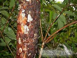 cinnamon Urdu Meaning