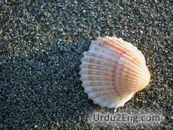 clamshell Urdu Meaning