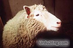 clone Urdu Meaning