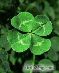 clover Urdu Meaning