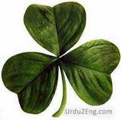 clover Urdu Meaning