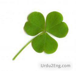 clover Urdu Meaning