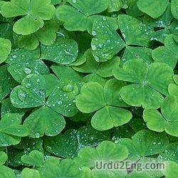 clover Urdu Meaning