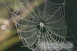 cobweb Urdu Meaning