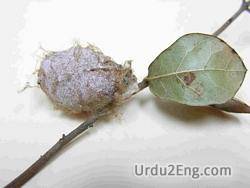 cocoon Urdu Meaning