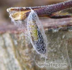 cocoon Urdu Meaning