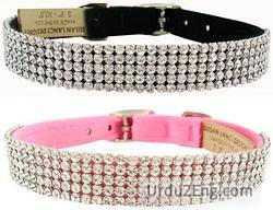 collar Urdu Meaning