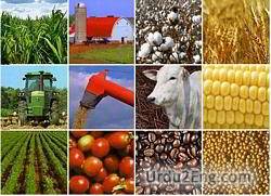 commodity Urdu Meaning