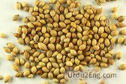 coriander Urdu Meaning