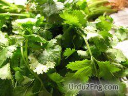 coriander Urdu Meaning