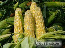 corn Urdu Meaning