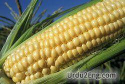 corn Urdu Meaning