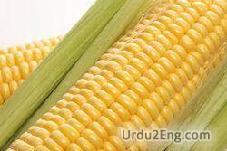 corn Urdu Meaning