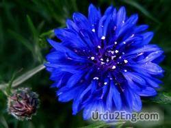 cornflower Urdu Meaning