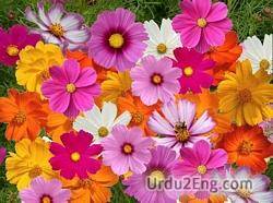 cosmos Urdu Meaning