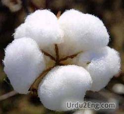 cotton Urdu Meaning