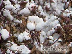 cotton Urdu Meaning