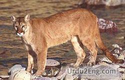 cougar Urdu Meaning