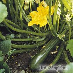 courgette Urdu Meaning