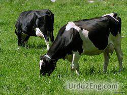 cow Urdu Meaning