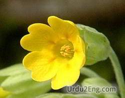 cowslip Urdu Meaning