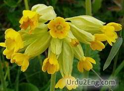 cowslip Urdu Meaning