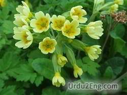 cowslip Urdu Meaning