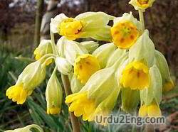 cowslip Urdu Meaning