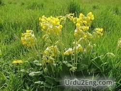 cowslip Urdu Meaning