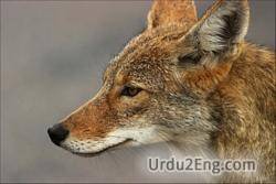 coyote Urdu Meaning