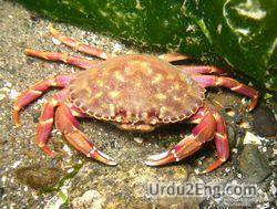 crab Urdu Meaning