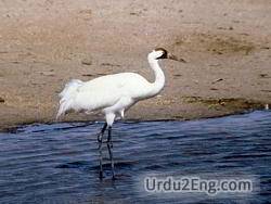 crane Urdu Meaning