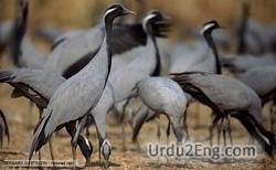 crane Urdu Meaning