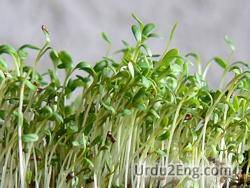 cress Urdu Meaning