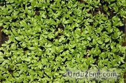cress Urdu Meaning