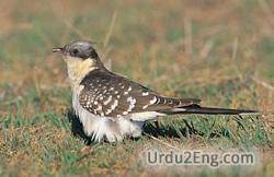 cuckoo Urdu Meaning