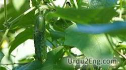 cucumber Urdu Meaning