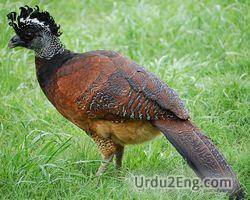 curassow Urdu Meaning