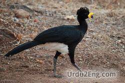 curassow Urdu Meaning