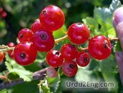 currant Urdu Meaning