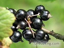 currant Urdu Meaning