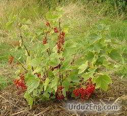 currant Urdu Meaning