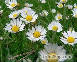 daisy Urdu Meaning