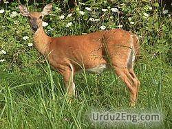 deer Urdu Meaning